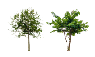 isolato alberi su trasparente sfondo png file