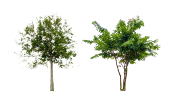 Isolated  trees  on transparent background PNG file