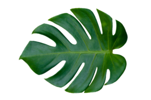 monstera lämnar blad med isolat på vit bakgrund lämnar på vitt png