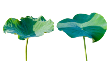 Lotus leaf Isolate collection of on transparent background PNG file