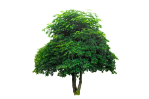 Isolated  trees  on transparent background PNG file