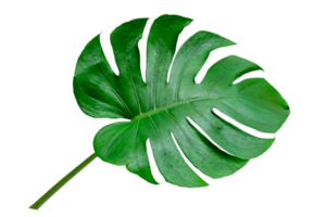 feuilles de monstera avec isolat sur fond blanc feuilles sur blanc png