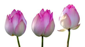 lotus royal Pink Isolate on transparent background PNG file