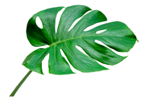 Monstera deixa folhas com isolado em fundo branco folhas em branco png