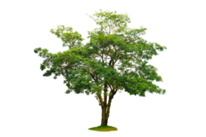 Isolated  trees  on transparent background PNG file