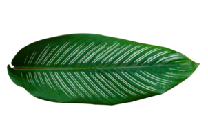 Leaves Calathea ornata pin stripe  Isolate on transparent background PNG file