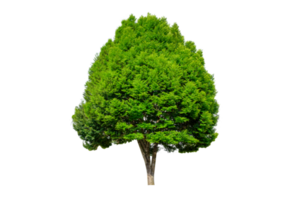 isolato alberi su trasparente sfondo png file