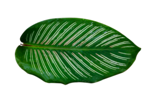 hojas calathea ornata pin raya aislar en archivo png de fondo transparente