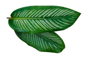 Blätter calathea ornata Nadelstreifen isolieren auf transparentem Hintergrund png-Datei png