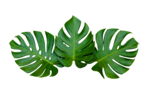 Monstera leaves leaves with Isolate on white background Leaves on white png