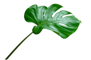 Monstera leaves leaves with Isolate on white background Leaves on white png