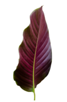 Leaves Calathea ornata pin stripe background White Isolate png