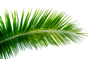 coconut leaves white background png