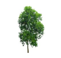 Isolated  trees  on transparent background PNG file