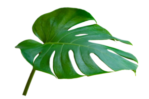 hojas de monstera hojas con aislar sobre fondo blanco hojas en blanco png