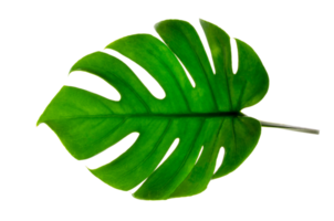 Monstera leaves leaves with Isolate on white background Leaves on white png