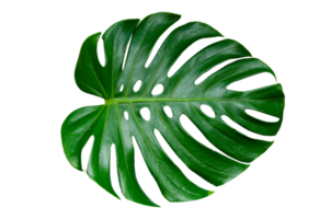 monstera bladeren bladeren met isolaat op witte achtergrond bladeren op wit png