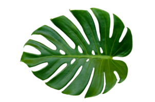 monstera lämnar blad med isolat på vit bakgrund lämnar på vitt png