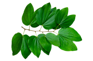 Chongkho leaves Isolate Bouquet decorate the design png