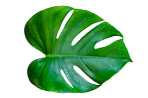 feuilles de monstera avec isolat sur fond blanc feuilles sur blanc png