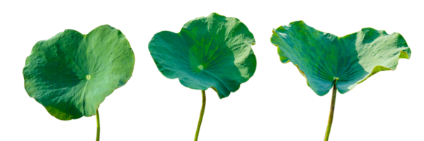 Lotus leaf Isolate collection of on transparent background PNG file