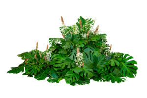 Monsterblätter verwendet in modernen Designs tropische Blätter Laub Pflanze Busch Blumenarrangement Natur Hintergrund isoliert png