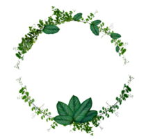 cercle de monstera de vigne et de feuille d'isolats utilisé dans le cadre de bordure de conception en plante grimpante verte isolée sur un fichier png de fond transparent