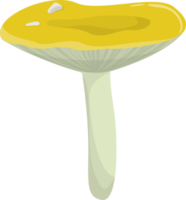 Russula mushroom grows in the forest. png