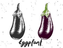 Vector engraved style illustration for posters, decoration and print. Hand drawn sketch of eggplant in monochrome and colorful. Detailed vegetarian food drawing.