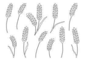Wheat grain ear, nature set, continuous art line drawing. Linear sketch of wheat, barley, rice, corn, oat ear and grain. Outline spica plant for agriculture, cereal products, bakery. Vector
