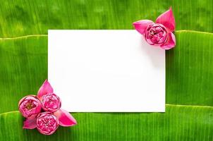 Pink lotus flowers set in corner of blank white space for text on banana leaves background for Thailand full moon or Loy krathong festival. photo