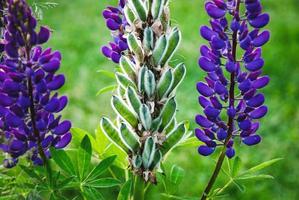 Lupine plant with pods and flowers, Lupinus polyphyllus in summer garden closeup photo