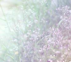 Beautiful blur grass flower in cloudy morning photo