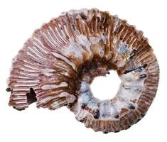fossil ammonite shell photo