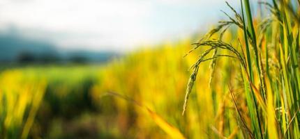 arroz y campos de arroz en el campo foto