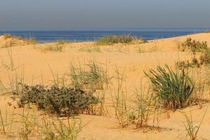 plantas verdes y flores a orillas del mar mediterráneo en el norte de israel. foto