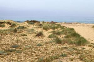 plantas verdes y flores a orillas del mar mediterráneo en el norte de israel. foto