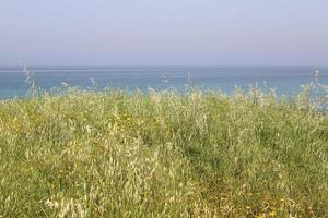 Green plants and flowers on the shores of the Mediterranean Sea in northern Israel. photo