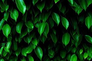 Dark green photo of the Weeping fig or Ficus tree leaves background.