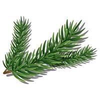 Green spruce branch.Vector illustration. photo