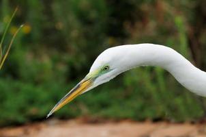 Egret on the hunt photo