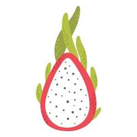 Pitahaya illustration. Hand drawn dragon fruit. Vector illustration.