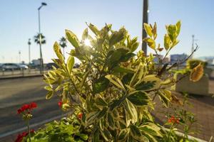 Decorative shrub on the flower bed of the Adler railway station photo