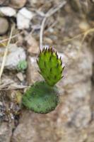 Background with prickly pear plant close-up photo