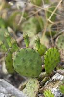 Background with prickly pear plant close-up photo