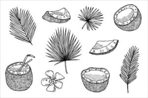 Set of coconut cliparts. Hand drawn nut icon. Tropical illustration. For print, web, design, decor vector