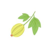 Gooseberry. Illustration for printing, backgrounds, covers and packaging. Image can be used for greeting cards, posters, stickers and textile. Isolated on white background. vector