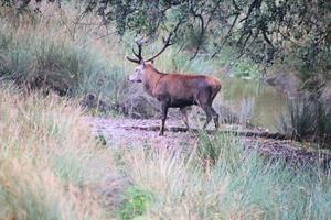 A close up of a Red Deer in the Cheshire Countryside photo