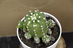 Small cactus in a pot photo