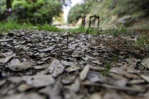 Mushroom in nature photo